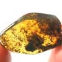 Rare Swarm Of Worker Ant In Dominican Amber