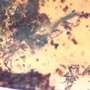 Rare Swarm Of Worker Ant In Dominican Amber