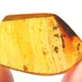 Rare Swarm Of Worker Ant In Dominican Amber