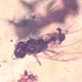 Rare Swarm Of Worker Ant In Dominican Amber