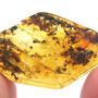 Rare Swarm Of Worker Ant In Dominican Amber