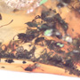 Rare Swarm Of Worker Ant In Dominican Amber