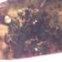 Rare Swarm Of Worker Ant In Dominican Amber