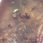 Rare Swarm Of Worker Ant In Dominican Amber