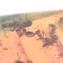Rare Swarm Of Worker Ant In Dominican Amber