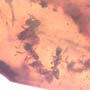 Rare Swarm Of Worker Ant In Dominican Amber