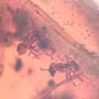 Rare Swarm Of Worker Ant In Dominican Amber