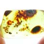 Rare Swarm Of Worker Ant In Dominican Amber
