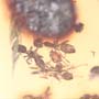 Rare Swarm Of Worker Ant In Dominican Amber
