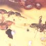 Rare Swarm Of Worker Ant In Dominican Amber