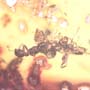 Rare Swarm Of Worker Ant In Dominican Amber