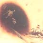 Rare Swarm Of Worker Ant In Dominican Amber