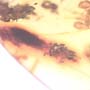 Rare Swarm Of Worker Ant In Dominican Amber