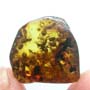Rare Swarm Of Worker Ants In Dominican Amber