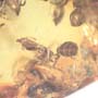 Rare Swarm Of Worker Ants In Dominican Amber