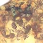 Rare Swarm Of Worker Ants In Dominican Amber