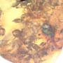 Rare Swarm Of Worker Ants In Dominican Amber