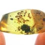 Rare Swarm Of Worker Ant In Dominican Amber