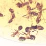 Rare Swarm Of Worker Ant In Dominican Amber