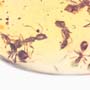 Rare Swarm Of Worker Ant In Dominican Amber