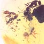 Rare Swarm Of Worker Ant In Dominican Amber
