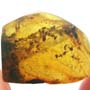Rare Swarm Of Woker Ants In Dominican Amber