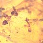 Rare Swarm Of Woker Ants In Dominican Amber