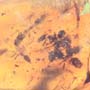 Rare Swarm Of Woker Ants In Dominican Amber