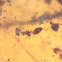 Rare Swarm Of Woker Ants In Dominican Amber