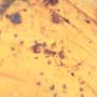 Rare Swarm Of Woker Ants In Dominican Amber