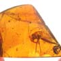 Rare Swarm Of Worker Ants And Cricket In Dominican Amber