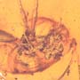 Rare Swarm Of Worker Ants And Cricket In Dominican Amber