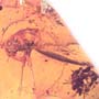 Rare Swarm Of Worker Ants And Cricket In Dominican Amber