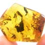 Rare Swarm Of Worker Ants In Dominican Amber