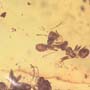 Rare Swarm Of Worker Ants In Dominican Amber