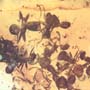 Rare Swarm Of Worker Ants In Dominican Amber
