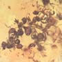 Rare Swarm Of Worker Ants In Dominican Amber