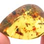 Rare Swarm Of Worker Ants In Dominican Amber