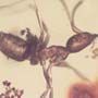 Rare Swarm Of Worker Ants In Dominican Amber