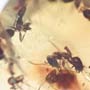 Rare Swarm Of Worker Ants In Dominican Amber