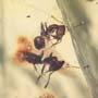 Rare Swarm Of Worker Ants In Dominican Amber