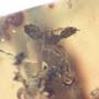 Rare Swarm Of Worker Ants In Dominican Amber