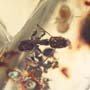 Rare Swarm Of Worker Ants In Dominican Amber