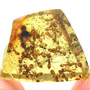Rare Swarm Of Worker Ants In Dominican Amber