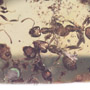 Rare Swarm Of Worker Ants In Dominican Amber