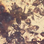 Rare Swarm Of Worker Ants In Dominican Amber