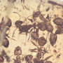 Rare Swarm Of Worker Ants In Dominican Amber