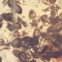Rare Swarm Of Worker Ants In Dominican Amber