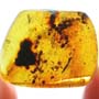 Rare Swarm Of Worker Ants In Dominican Amber