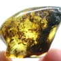 Rare Swarm Of Worker Ants In Dominican Amber